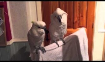 Cockatoo’s Having Fun With Elvis music