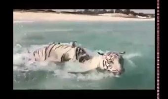 Tigers Having Fun in Dubai