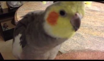Addams Family Song  Via a Cockatiel