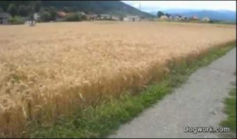 I hope everyone is as happy as this dog romping through a wheat field