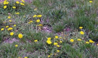 Four Natural Ways To Get Rid Of Dandelion Plants